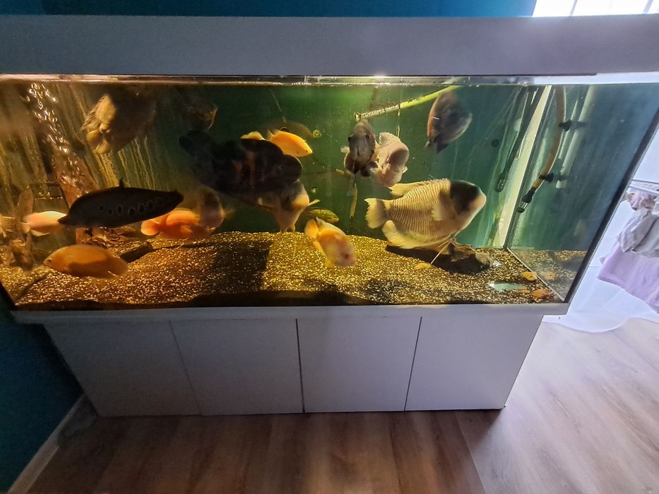 Sprzedam akwarium 720l  plus ryby pielęgnice