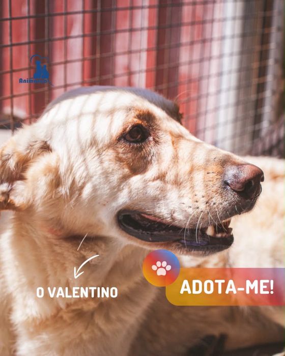 Valentino cão para adoção