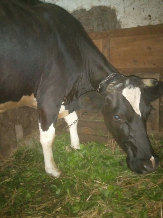Продам молоду корову