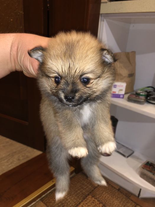 Шпицы,самочки и самцы