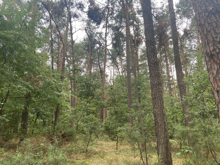 Sprzedam las Kochów województwo Mazowieckie