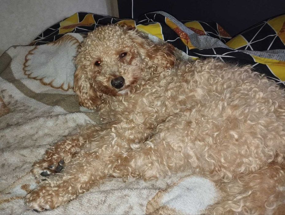 Карликовый (малый) пудель для вязки