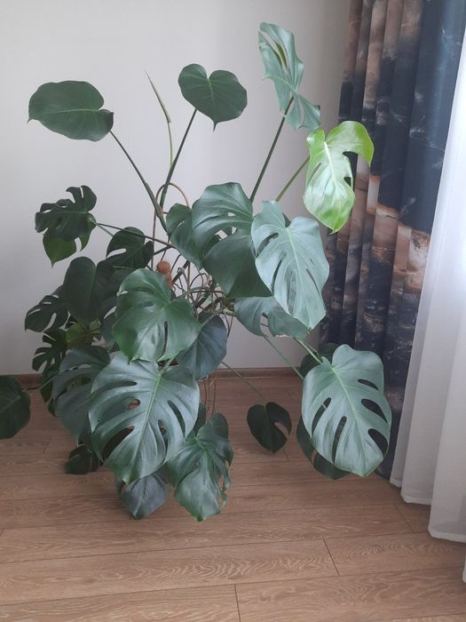 Roślina doniczkowa Monstera 140cm