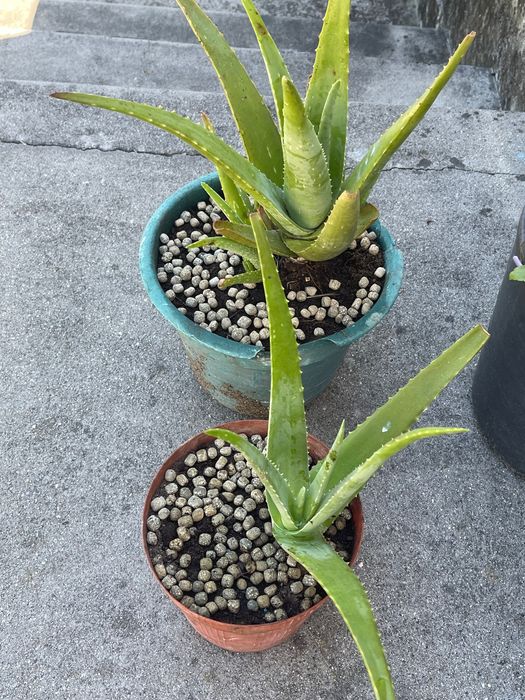 Aloe vera par venda