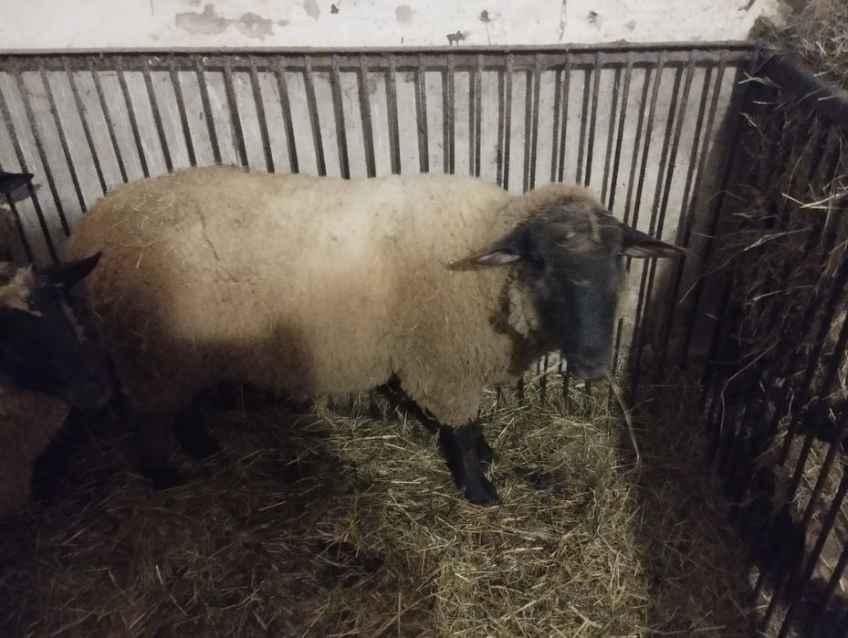 Baran suffolk czarnogłówka