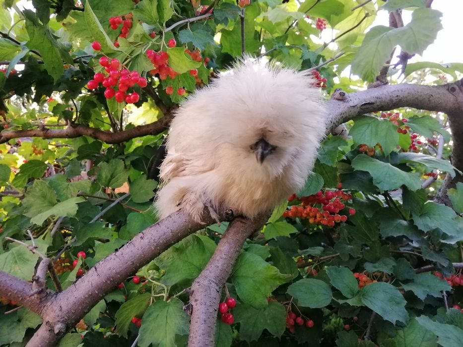 Китайские шелковые куры инкубационное яйцо