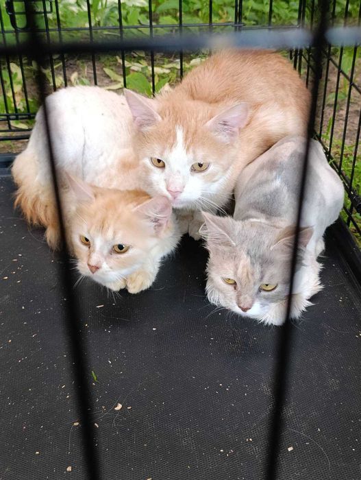 Отдаются две кошечки и кот в надежные руки