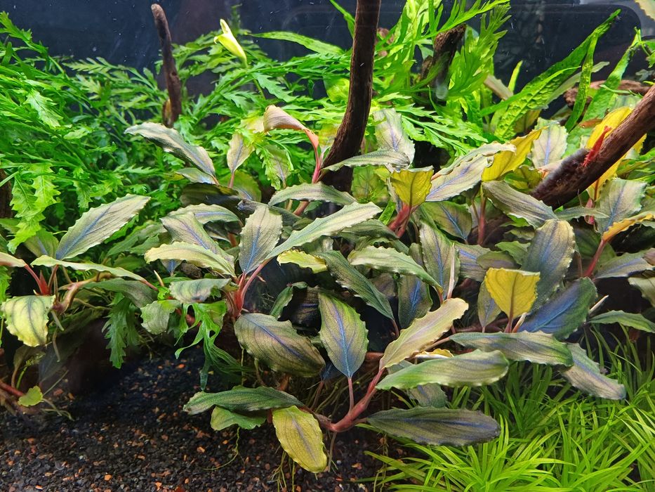 Bucephalandra red gaia