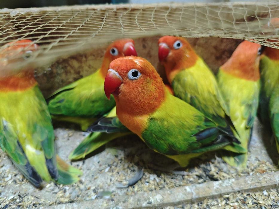 Fishers Opalinos muito bonitos