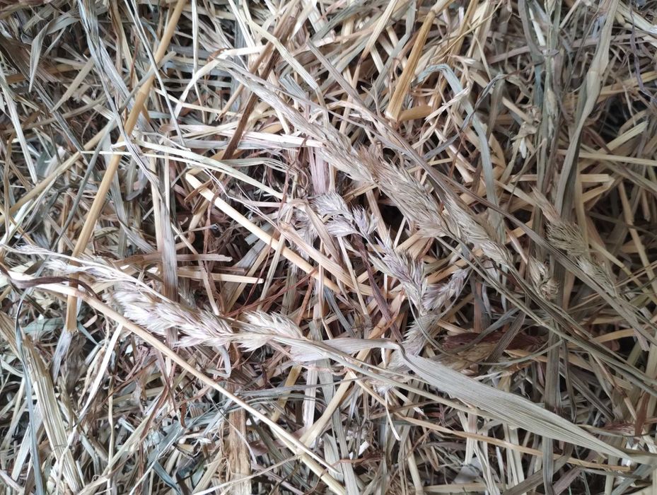 5 kg Siano KUPKÓWKA GRUBA,  dla królików i gryzoni BOROWIK