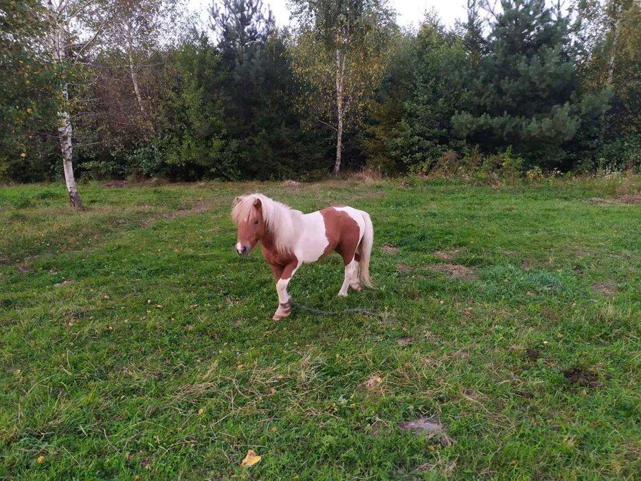 Продам поні жеребця