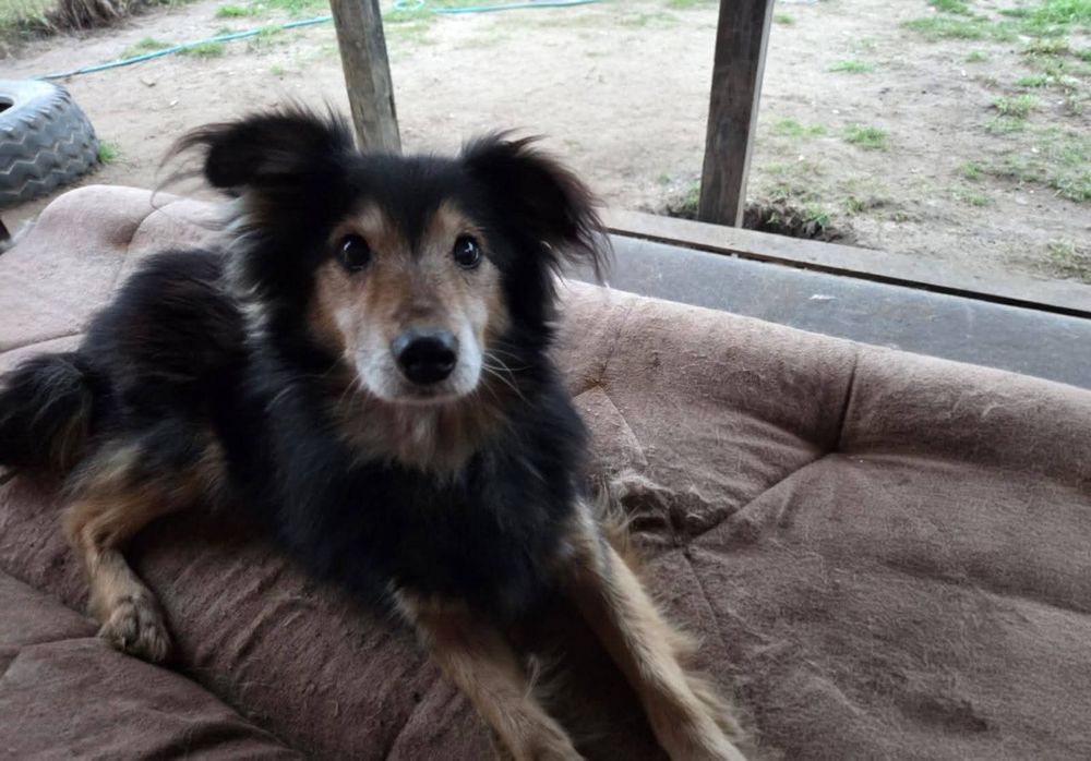 Laki w typie Border Collie do adopcji