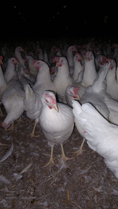 Kury Nioski Leghorn 24 tygodnie! Wysyłka od 10 sztuk!