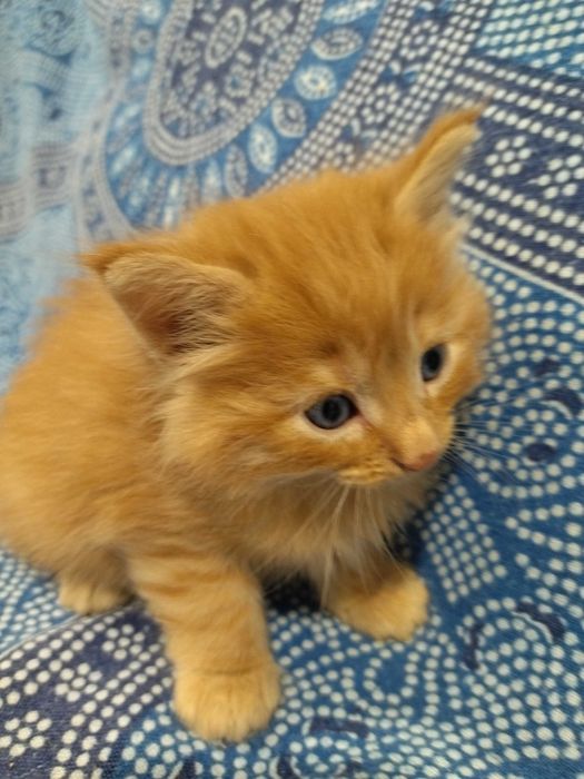 Gatinho Bosques da Noruega