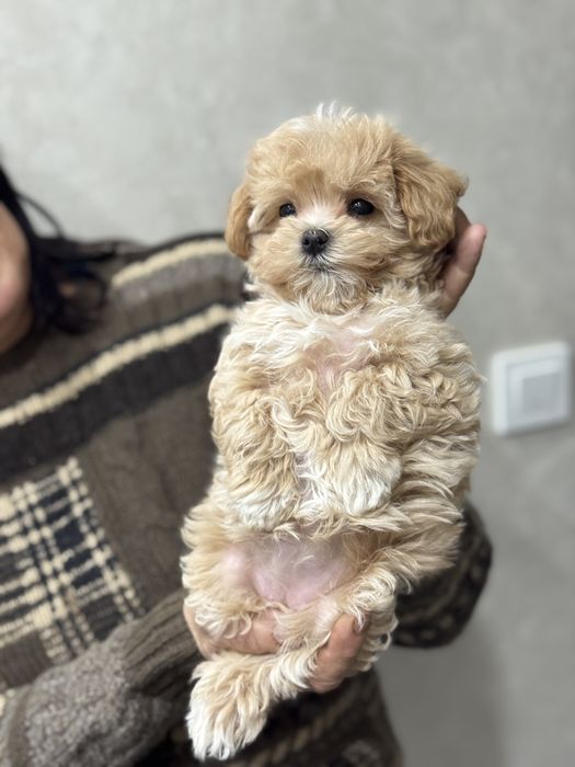 Мини девочка мальтипу кривой рог