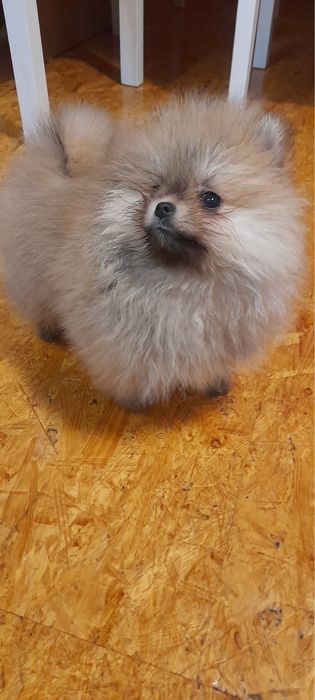 Szpic miniaturowy pomeranian