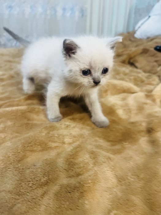 Продам Кошенята Блю поінт шотланскі
