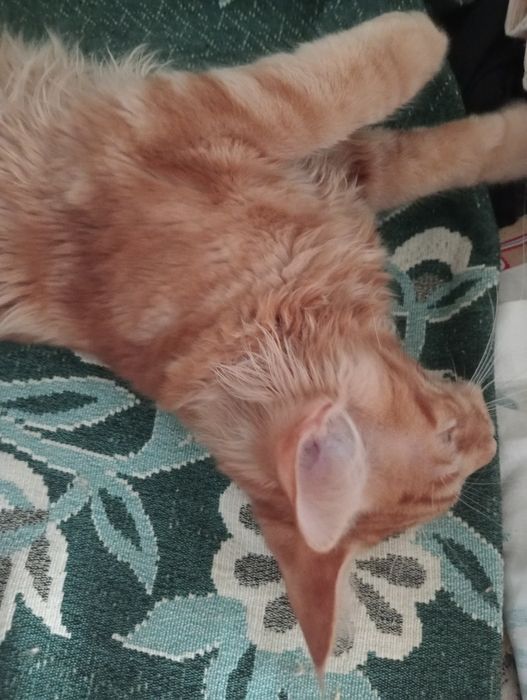 Кошеня Мейн -куни