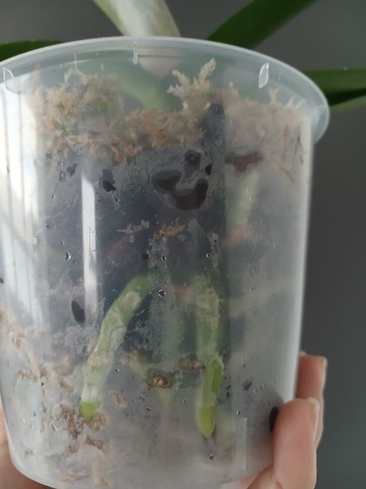 Орхідея біг ліп продам