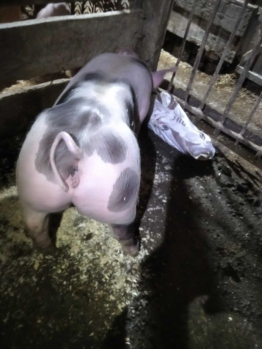 Продам сім'я хряка породи петрен.