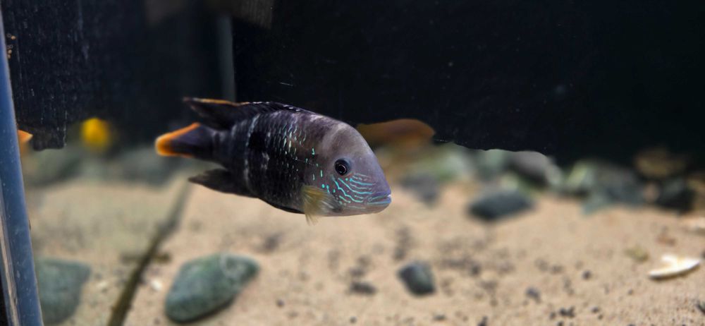 Akwarium 200x70x60cm