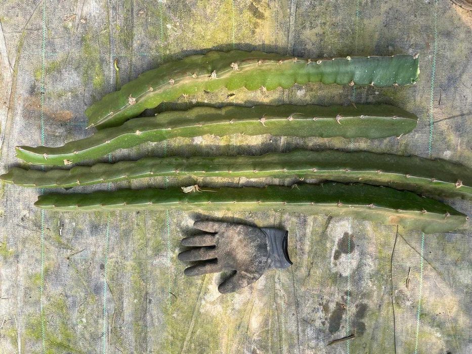 Mudas/plantas fruta dragão