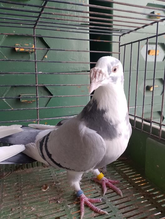 Sprzedam gołębie staropolskie para parzysta