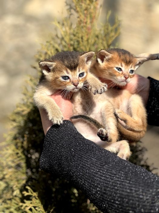 Пропоную до броні абісінських кошенят