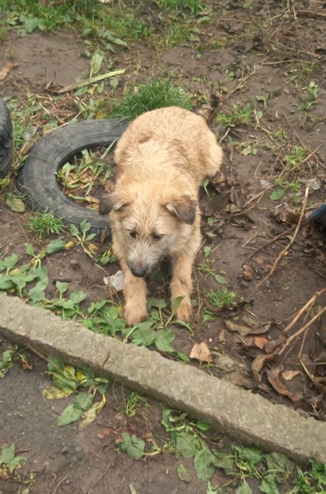 Лілу шукає родину