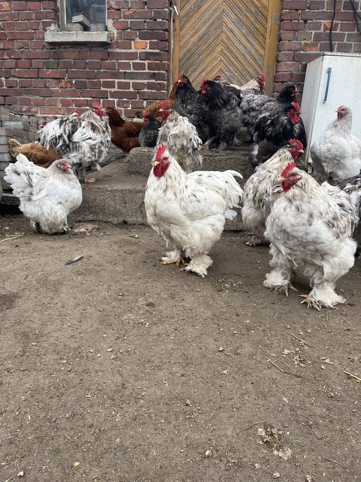 Kochin olbrzymi cochin kogut