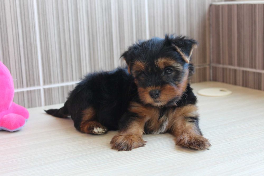 Продаються малята йорки