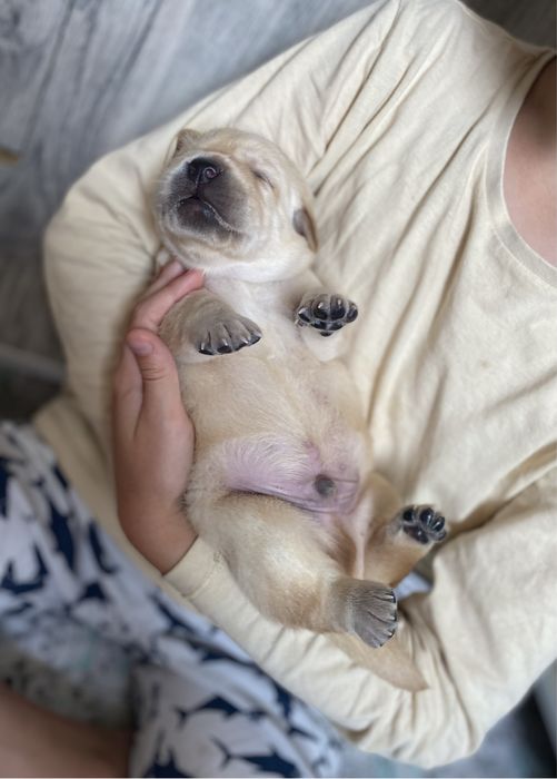 Лабрадор ретрівер. Жовті цуценята.