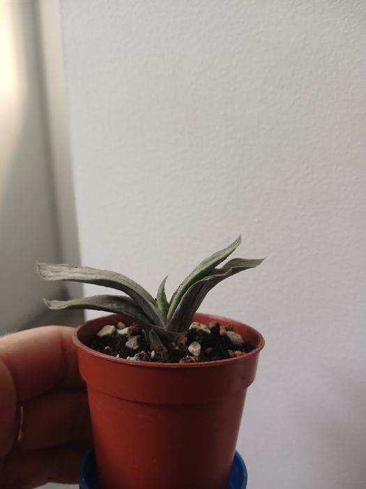 Яскрава міні гастерія варієгатна.Гаст.Ліміфолія.