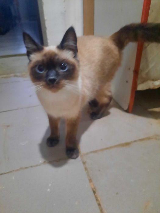 Віддам кицю сіамську