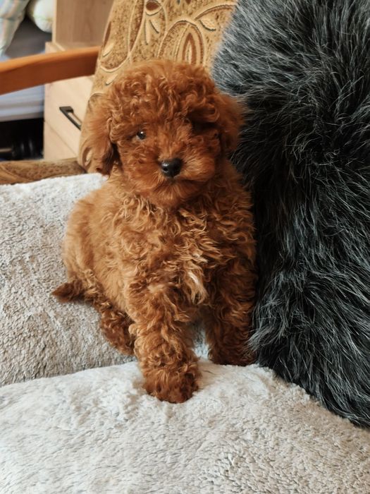 Pudel Toy Red Piesek