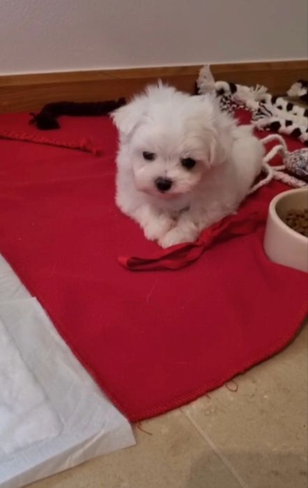 Maltanczyk mini piekny wesoly