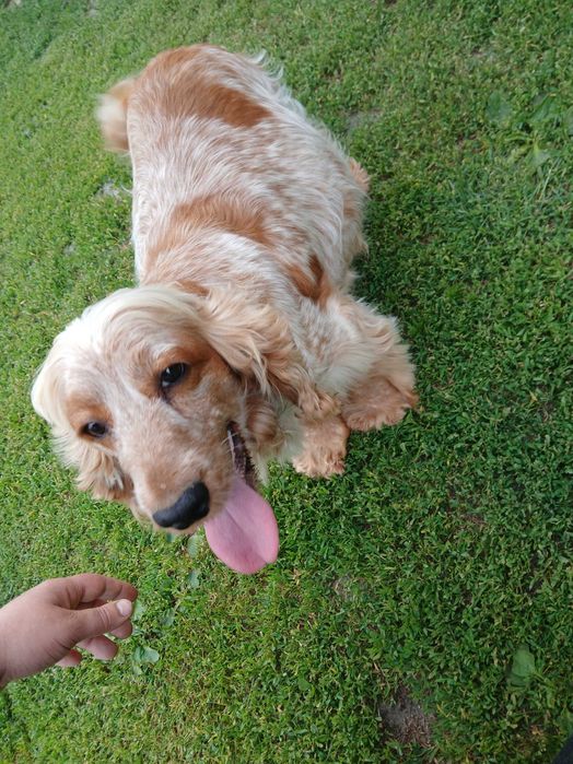 Cocker spaniel piesek