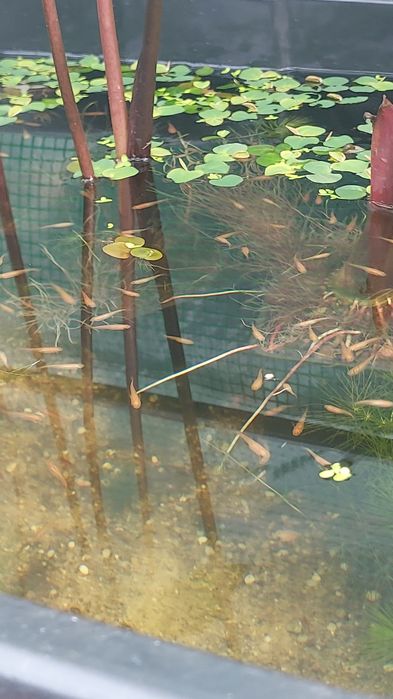 Mini lago com plantas e peixes