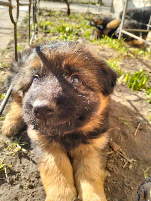 Німецька вівчарка