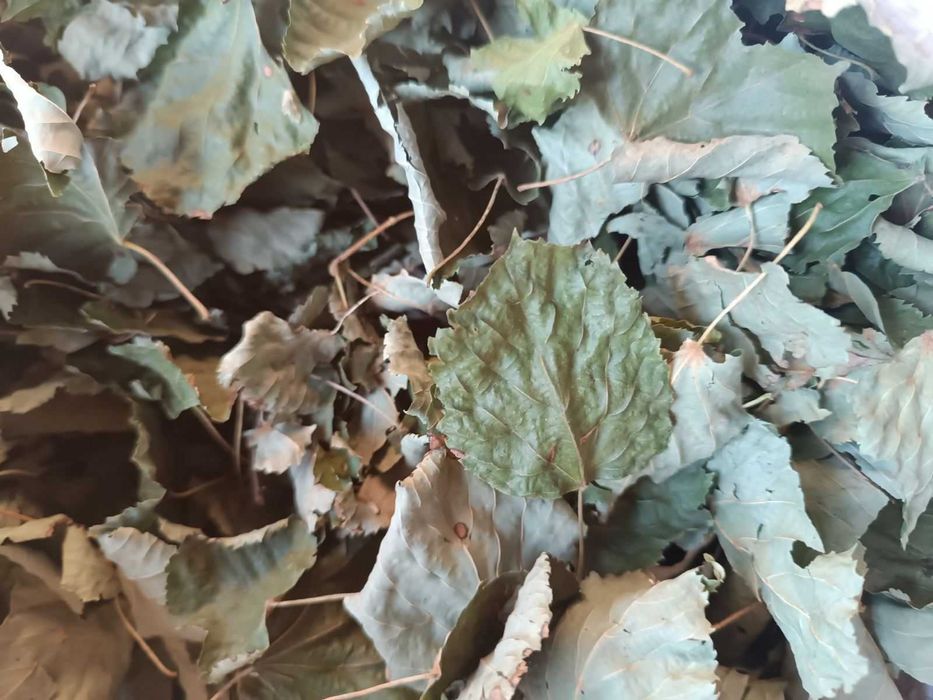 продам липы лист