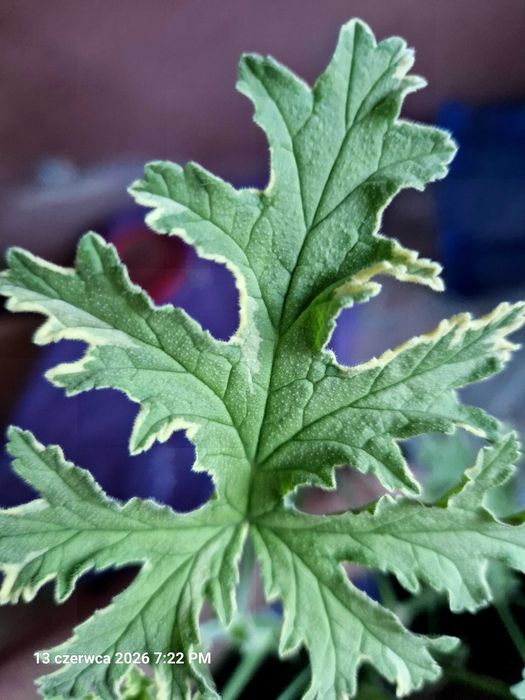 Geranium o zapachu miety botaniczna nazwa Plargonium graveolens 'Lady Plymouth'