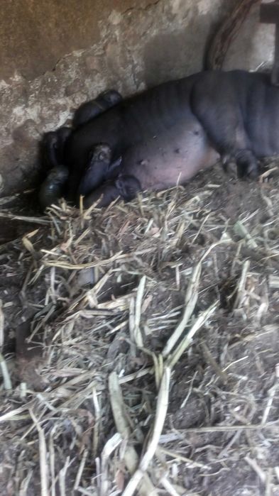 porcos anoes  pretos