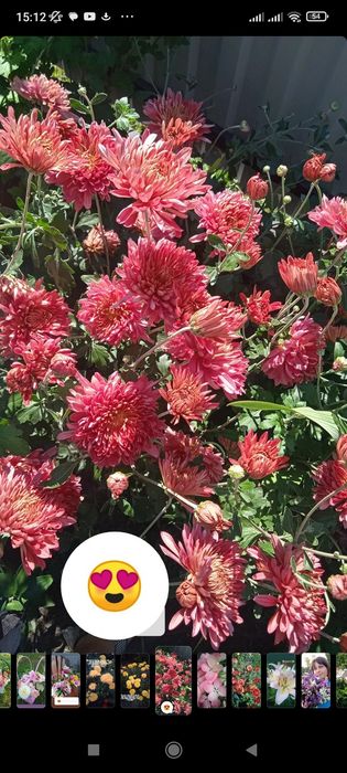 Ранні морозостійкі хризантеми