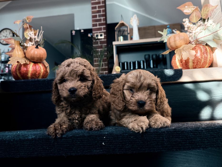 Cavapoo  piesek F1b