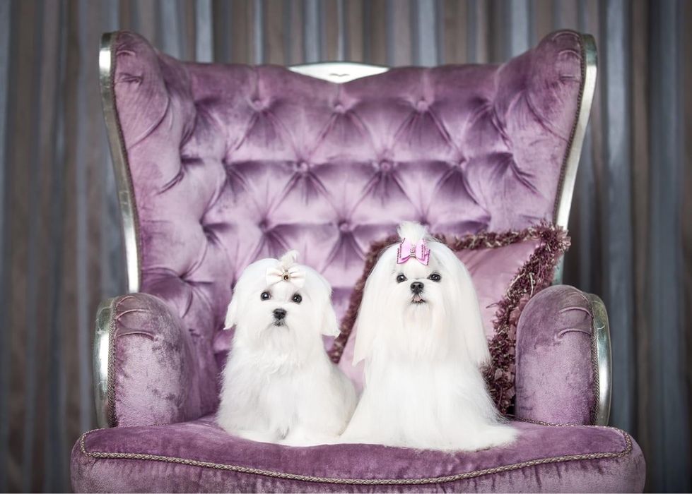 Кукольные малыши от чемпионов