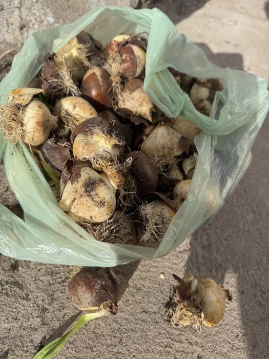 Цибулини тюльпана після вигонки