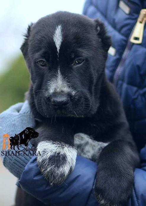 Чорна красуня САВ