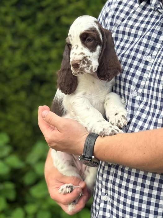 Suczka rasy Springer Spaniel Angielski ZKwP FCI