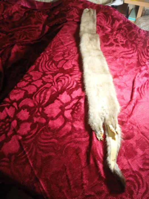 Шкурка- чулок норки