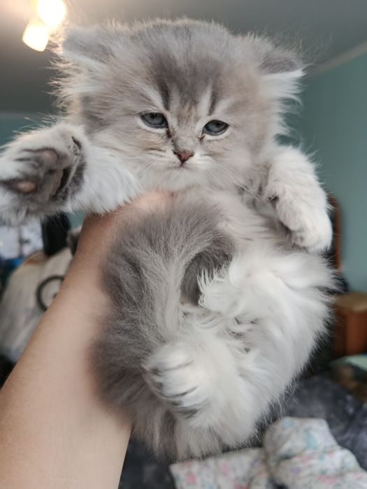 Чудова.  кішечка